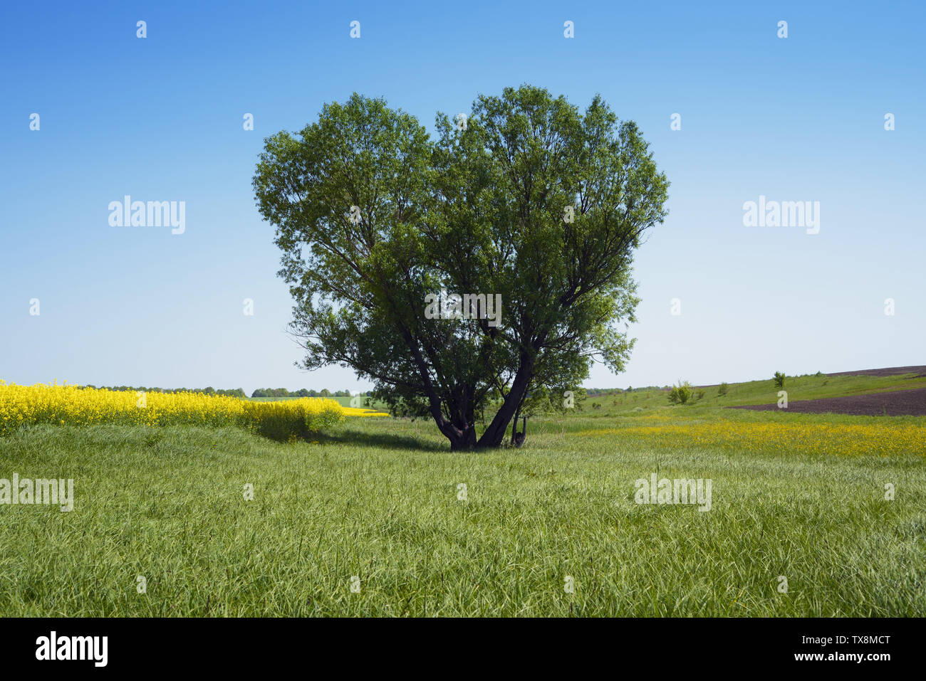 Willow Tree in der Form eines Herzens. Schönheit in der Natur Stockfoto