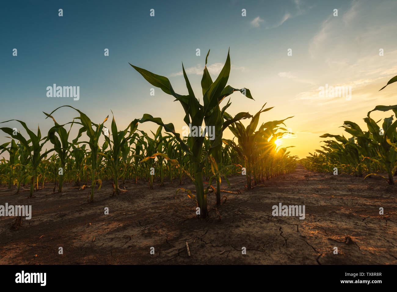 Mais Feld in den Sonnenuntergang. Jungen grünen Mais Pflanzen wachsen auf Ackerland. Stockfoto