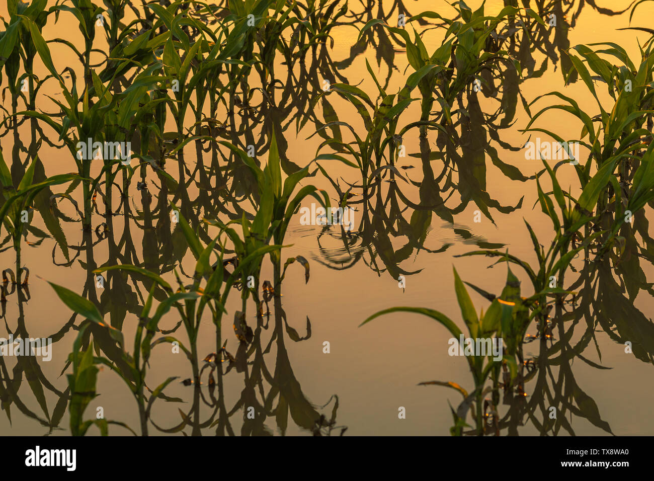 Überflutet junge maisfeld Plantage mit beschädigten Kulturen im Sonnenuntergang nach schweren Regenzeit, dass der Ertrag von Kulturpflanzen auswirken wird Stockfoto