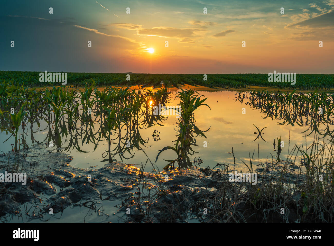 Überflutet junge maisfeld Plantage mit beschädigten Kulturen im Sonnenuntergang nach schweren Regenzeit, dass der Ertrag von Kulturpflanzen auswirken wird Stockfoto