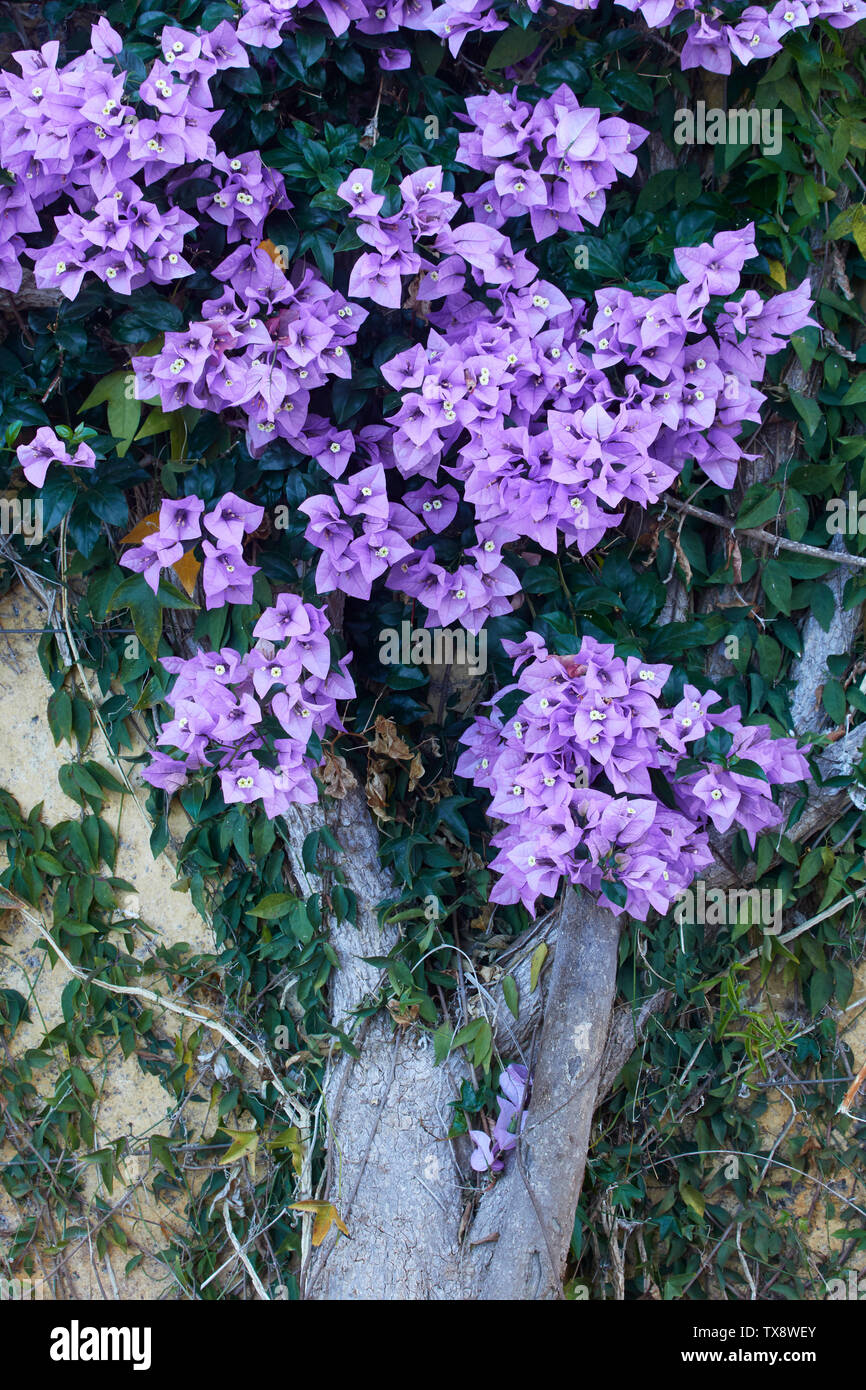 Bougainvillea Blumen im Botanischen Garten von Madeira, Funchal, Madeira, Portugal, Europäische Union Stockfoto