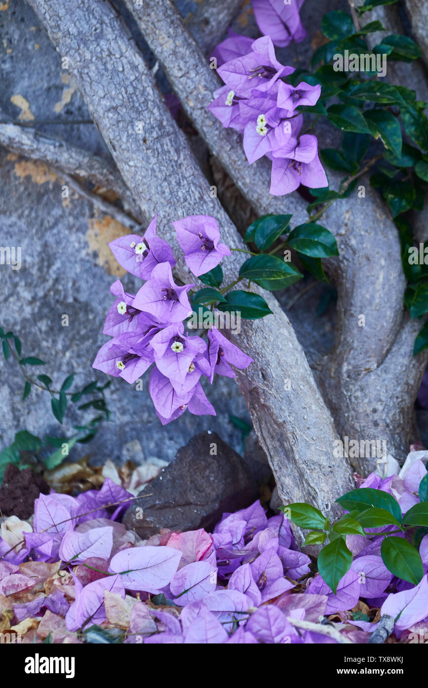 Bougainvillea Blumen im Botanischen Garten von Madeira, Funchal, Madeira, Portugal, Europäische Union Stockfoto