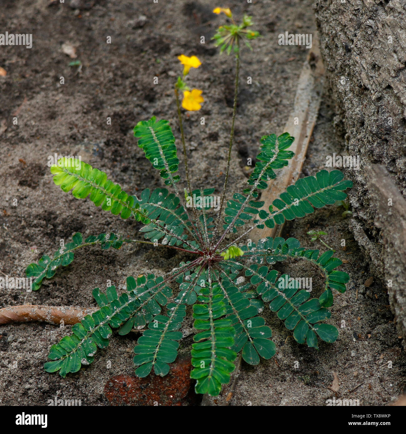 Biophytum sensitivum, auch als kleine Baum Pflanze bekannt, ist eine Pflanzenart in der Familie Oxalidaceae und gehört zu den Gattungen Biophytum. Stockfoto