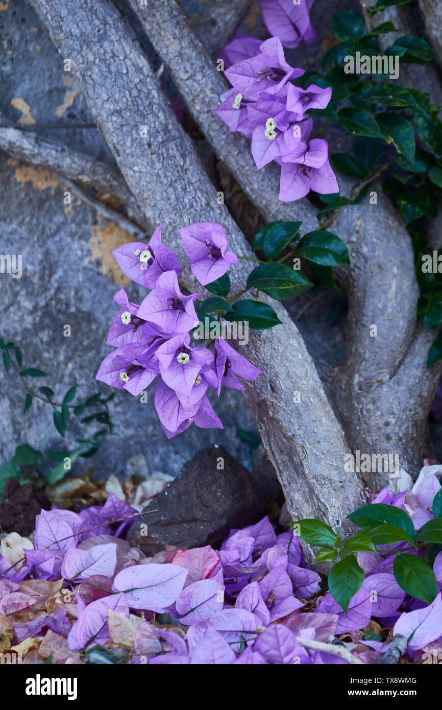 Bougainvillea Blumen im Botanischen Garten von Madeira, Funchal, Madeira, Portugal, Europäische Union Stockfoto