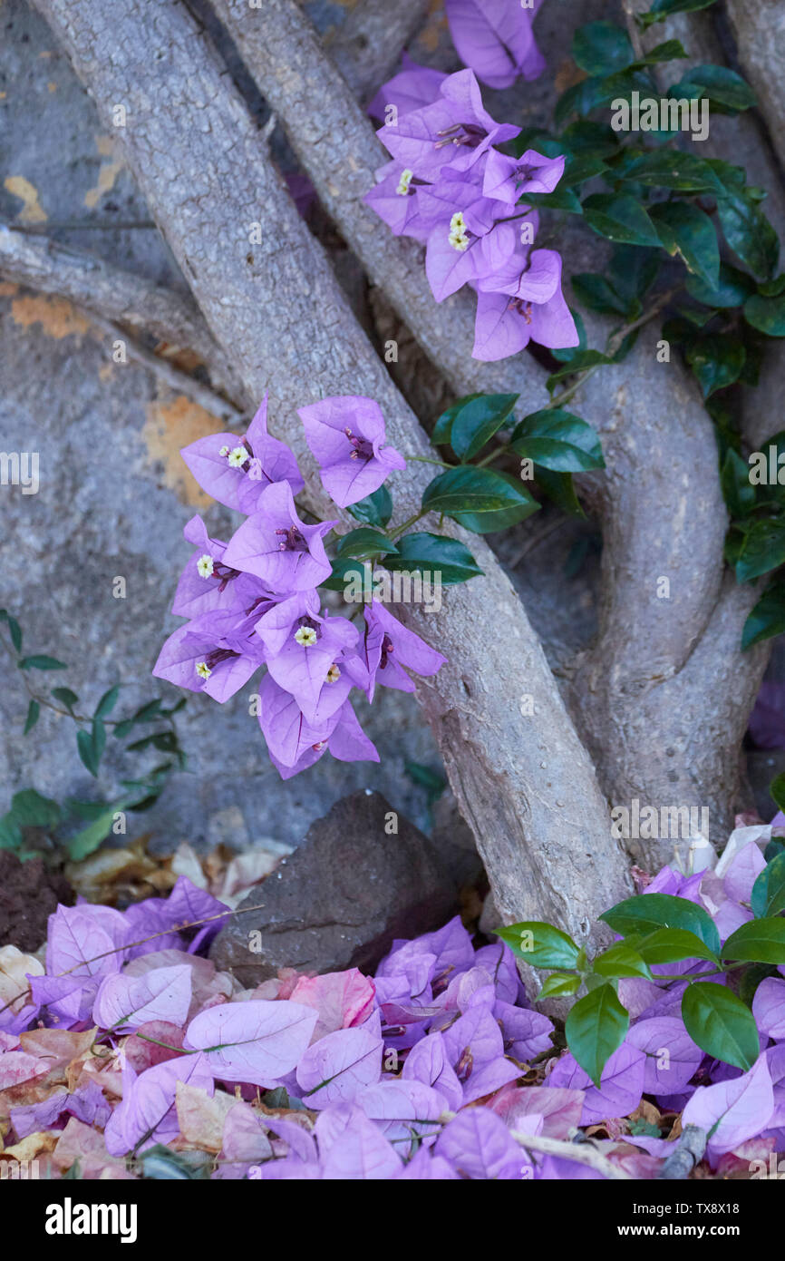Bougainvillea Blumen im Botanischen Garten von Madeira, Funchal, Madeira, Portugal, Europäische Union Stockfoto