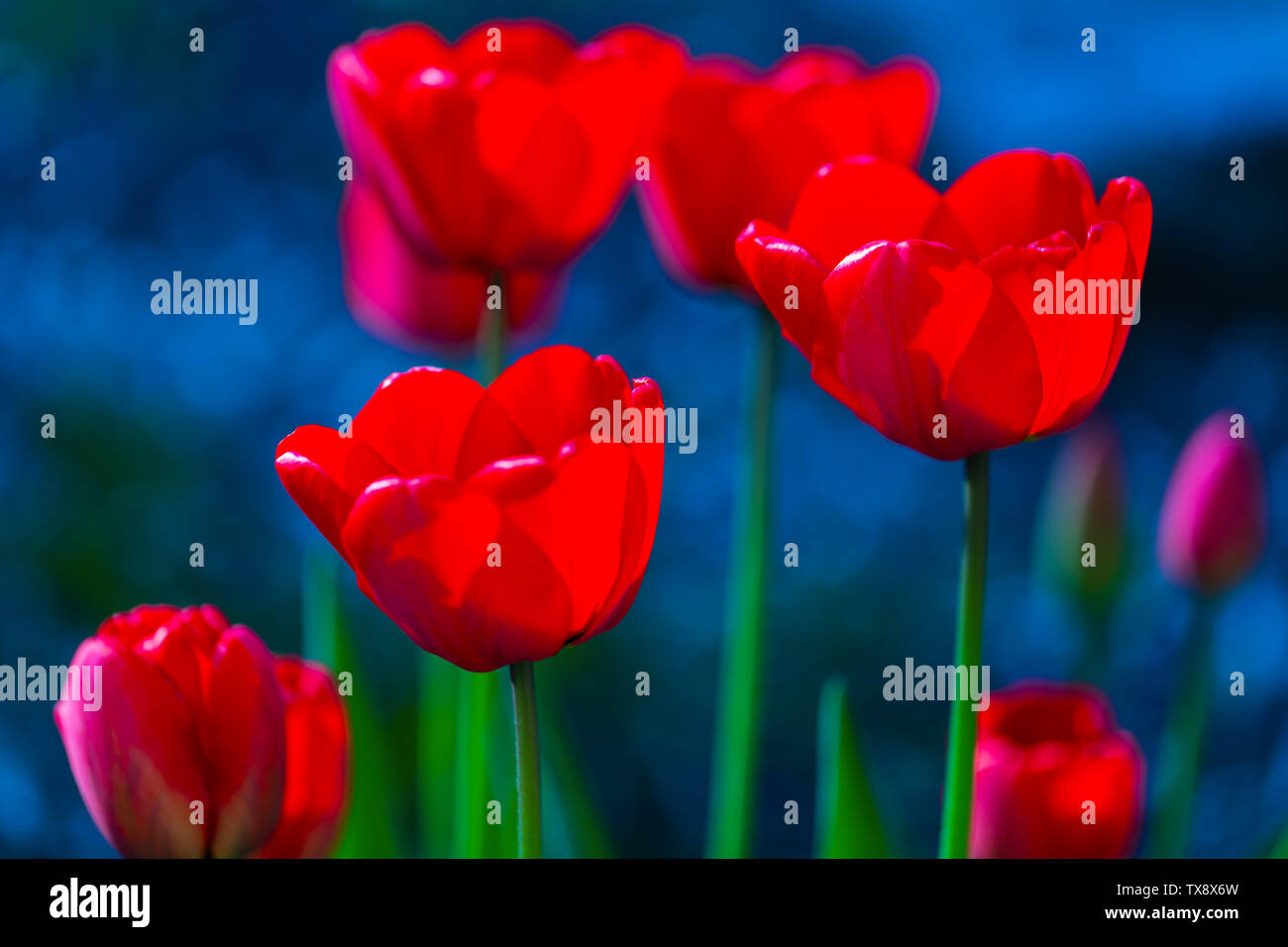 Tulip Blumen closeup auf dunkelblauem Hintergrund Stockfoto