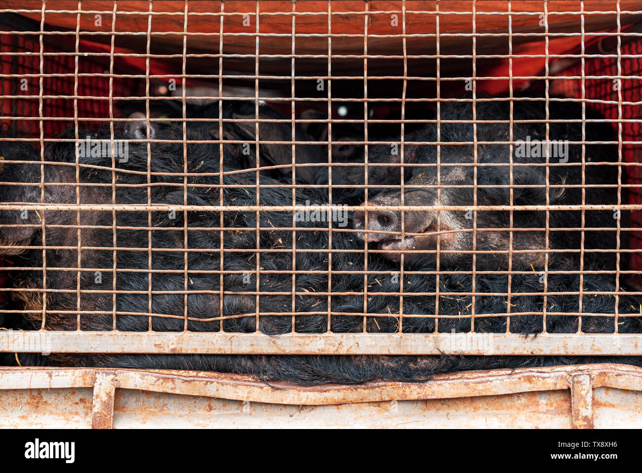 Mangalitsa Schweine im Fahrzeug Anhänger transportiert. Diese Rasse wächst wolliges Fell ähnlich wie Schafe. Stockfoto