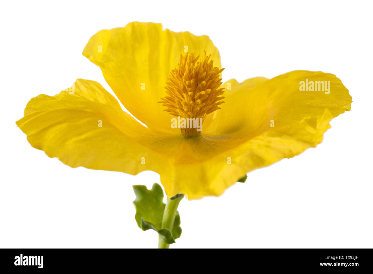 Gelben gehörnten Mohn auf weißem Hintergrund Stockfoto