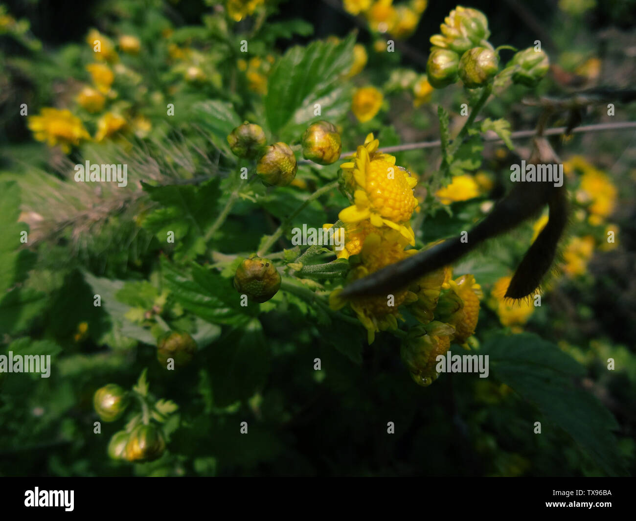 Herbst Wild Chrysanthemum Serie II Stockfoto