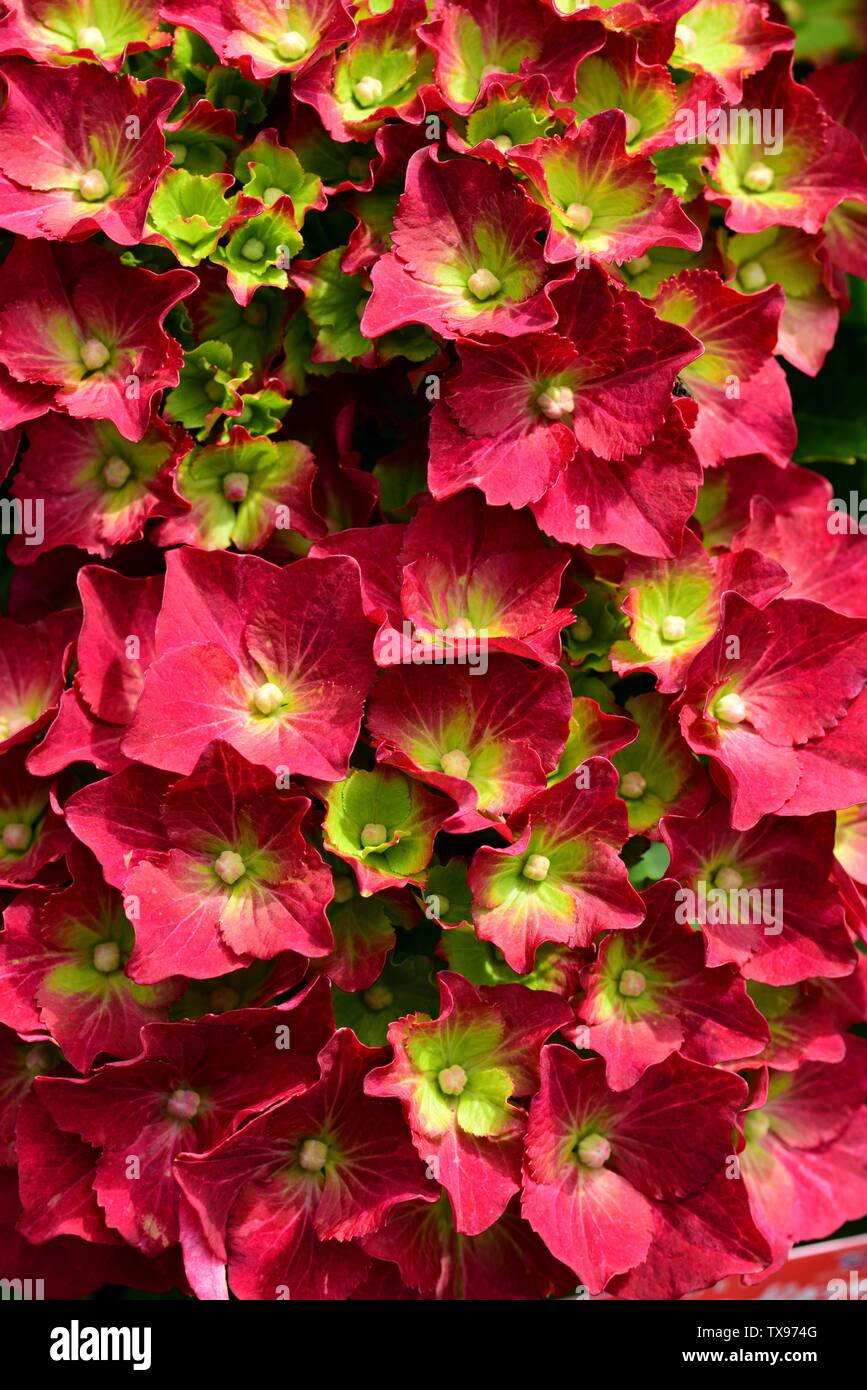 Detailansicht der lebendigen Blumen der Hydrangea Rot Mop. Stockfoto