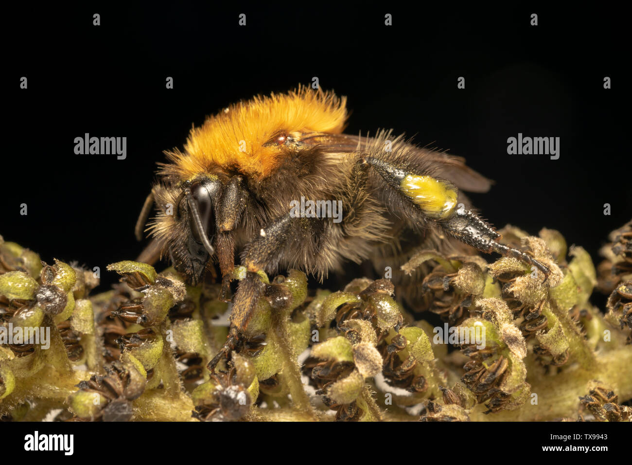Buff-tailed Hummel oder große Erde bumblebee (lat. Bombus terrestris) Stockfoto