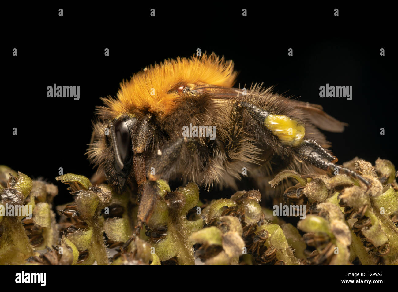 Buff-tailed Hummel oder große Erde bumblebee (lat. Bombus terrestris) Stockfoto