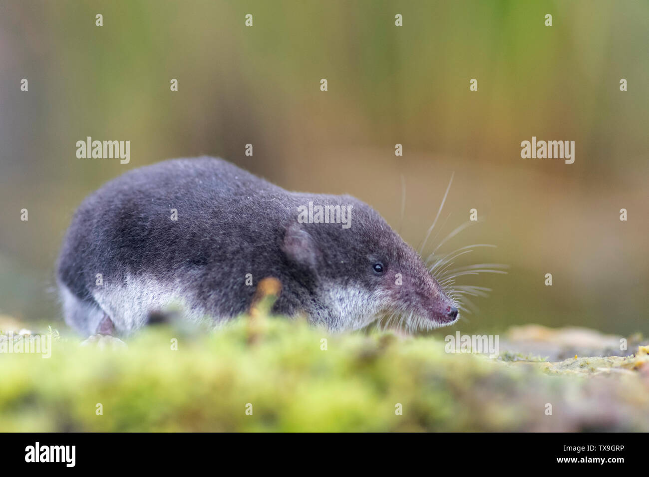 Eurasischen Wasserspitzmaus, Neomys fodiens an, setzte sich auf bemoosten Felsen, Devon, Juni Stockfoto