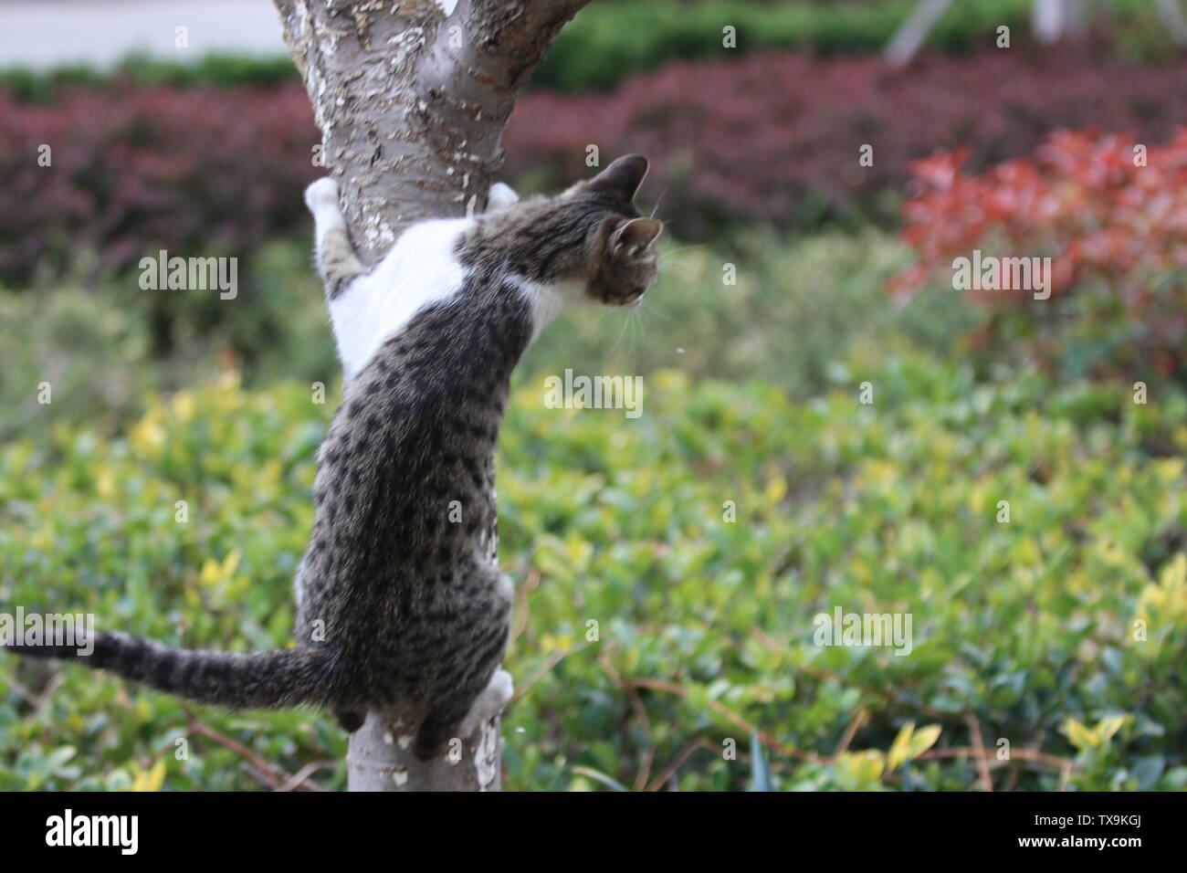 Katzen. Stockfoto