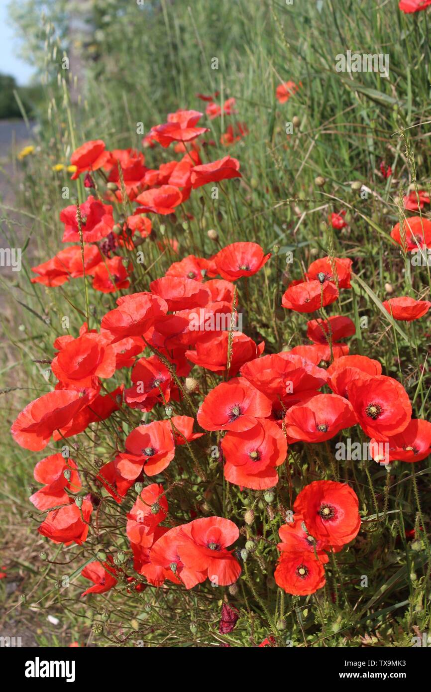 Roter Mohn gegen den blauen Himmel in der Nähe aufgegriffen, auf Sommer morgen in Großbritannien Stockfoto