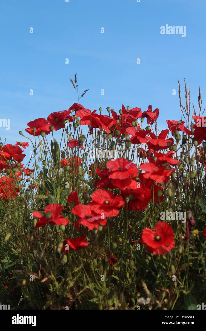 Roter Mohn gegen den blauen Himmel in der Nähe aufgegriffen, auf Sommer morgen in Großbritannien Stockfoto