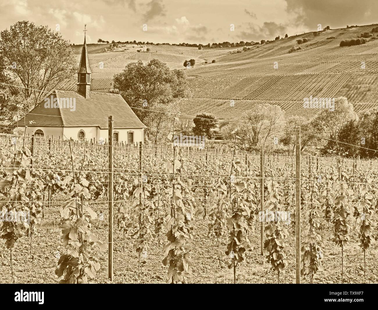 Kirche inmitten der Weinberge an der Mosel, vintage-look in Sepia Stockfoto