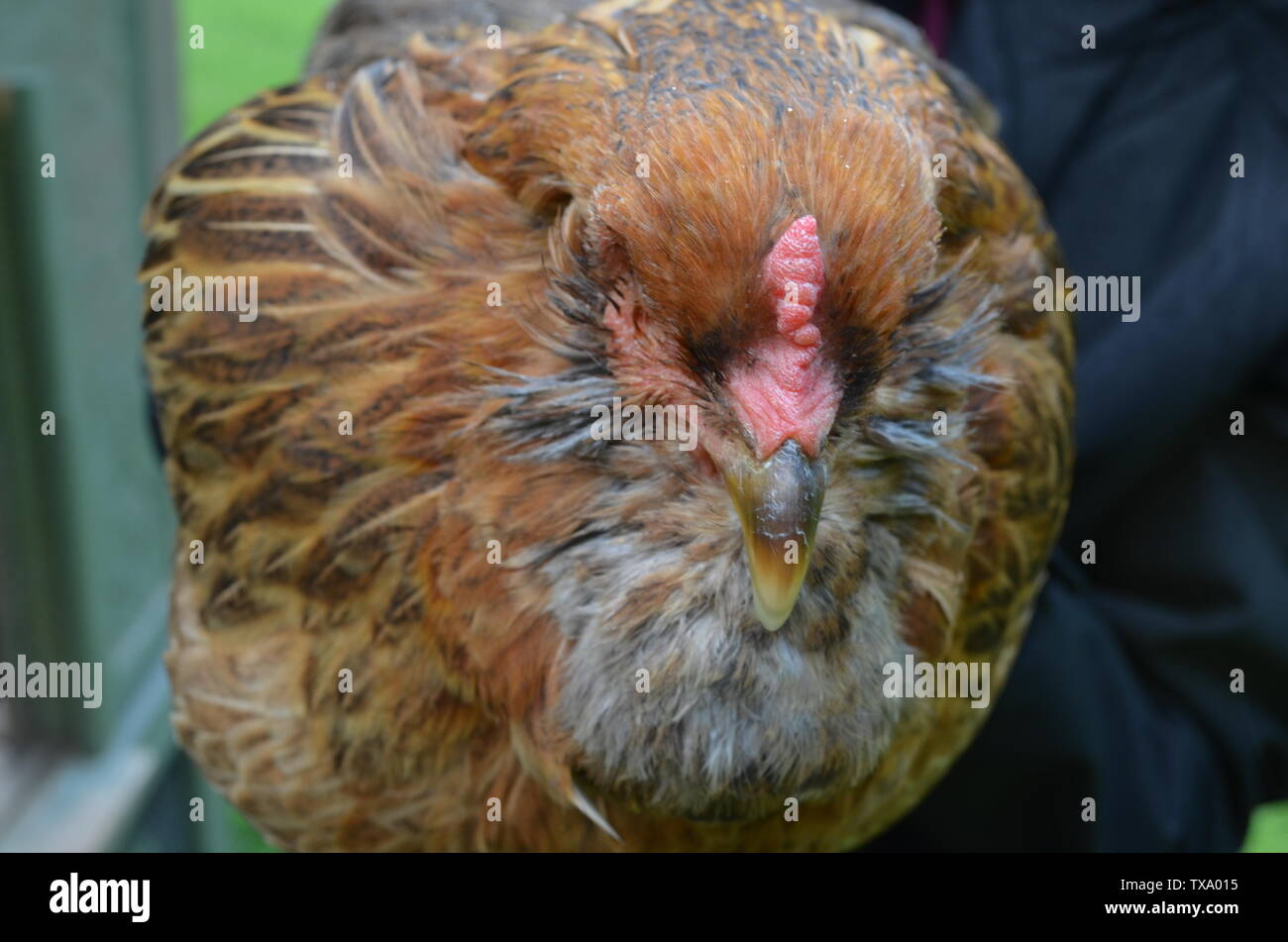 Huhn zwischen den augen Fotos und Bildmaterial in hoher Auflösung Alamy