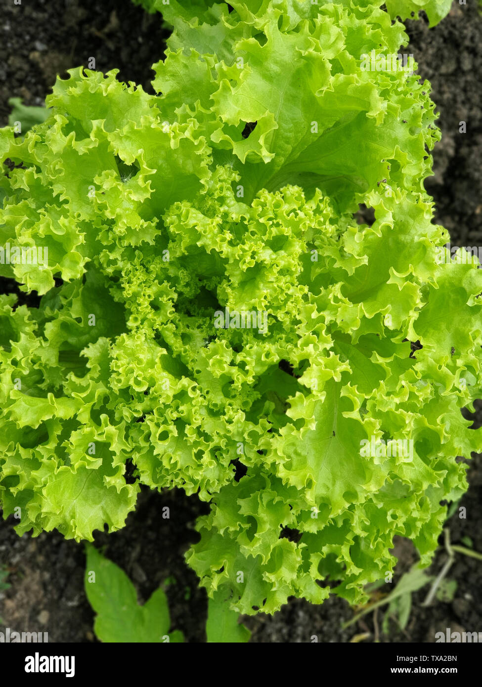 Hellgrüne Blätter Salat im Gewächshaus (organisch) Stockfoto