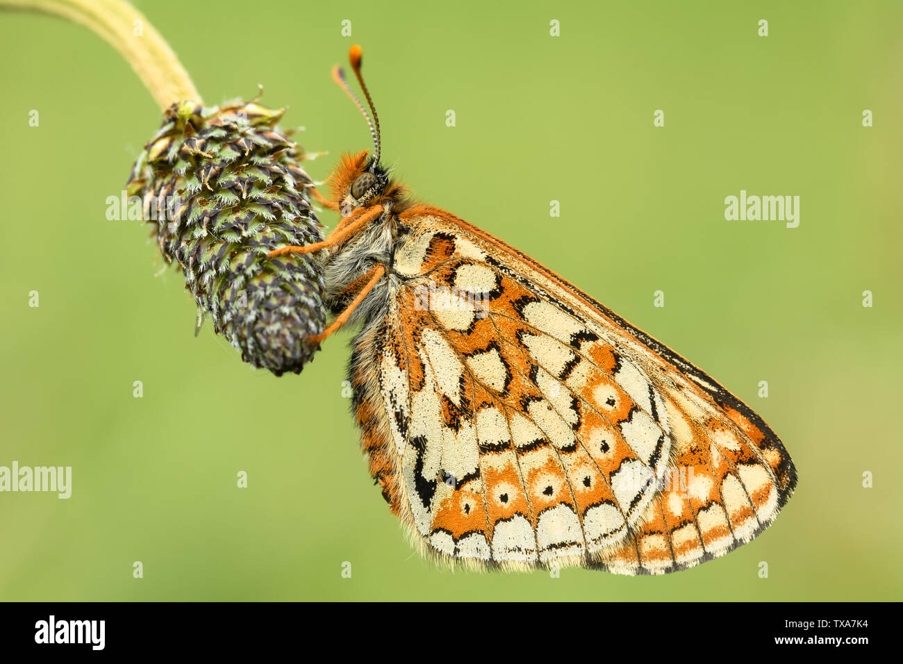 Marsh Fritillary ruht auf einem Samen Kopf mit den Flügeln in der geschlossenen Position Stockfoto