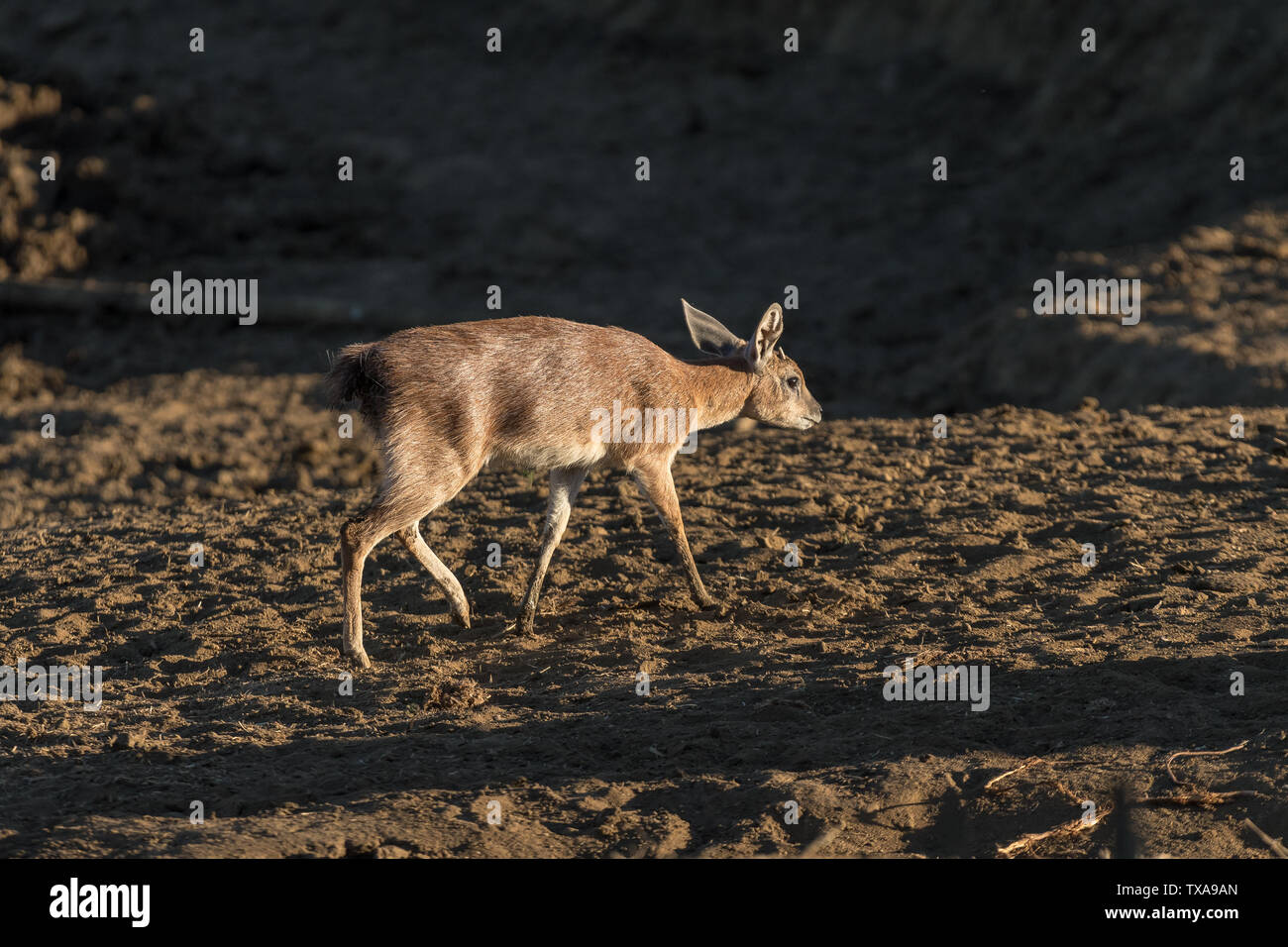 Ein sharpes grysbok Ram, Raphicerus sharpei, Wandern in den letzten Strahlen der Sonne Stockfoto