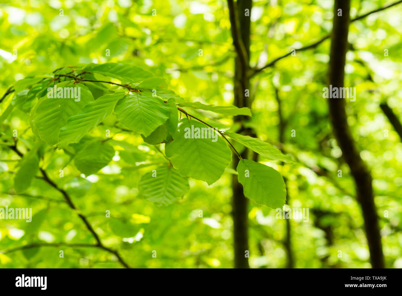 Grüne Blätter auf dem grünen Hintergrund, Nahaufnahme Stockfoto