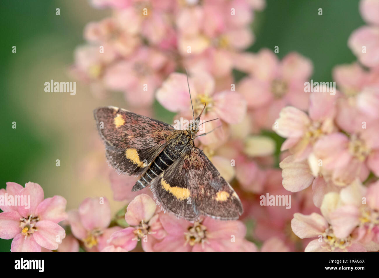 Mint Motte (Pyrausta aurata) auf Achillea millefollium 'Peachy Verführung' Stockfoto