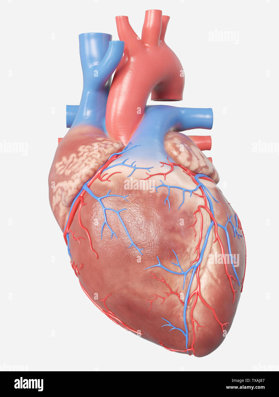 3D-gerenderte medizinisch genauen Abbildung des menschlichen Herzens Anatomie Stockfoto