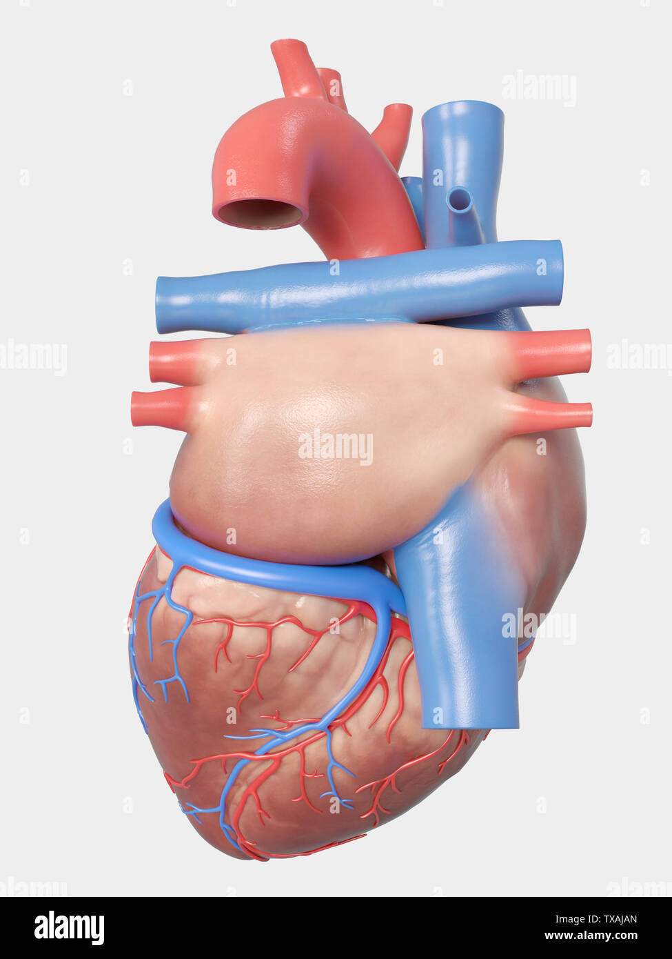 3D-gerenderte medizinisch genauen Abbildung des menschlichen Herzens Anatomie Stockfoto