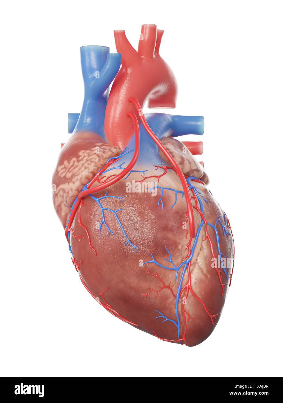 3D-gerenderte Medizinisch genaue Abbildung eines Herzens mit 2 überbrückt Stockfoto