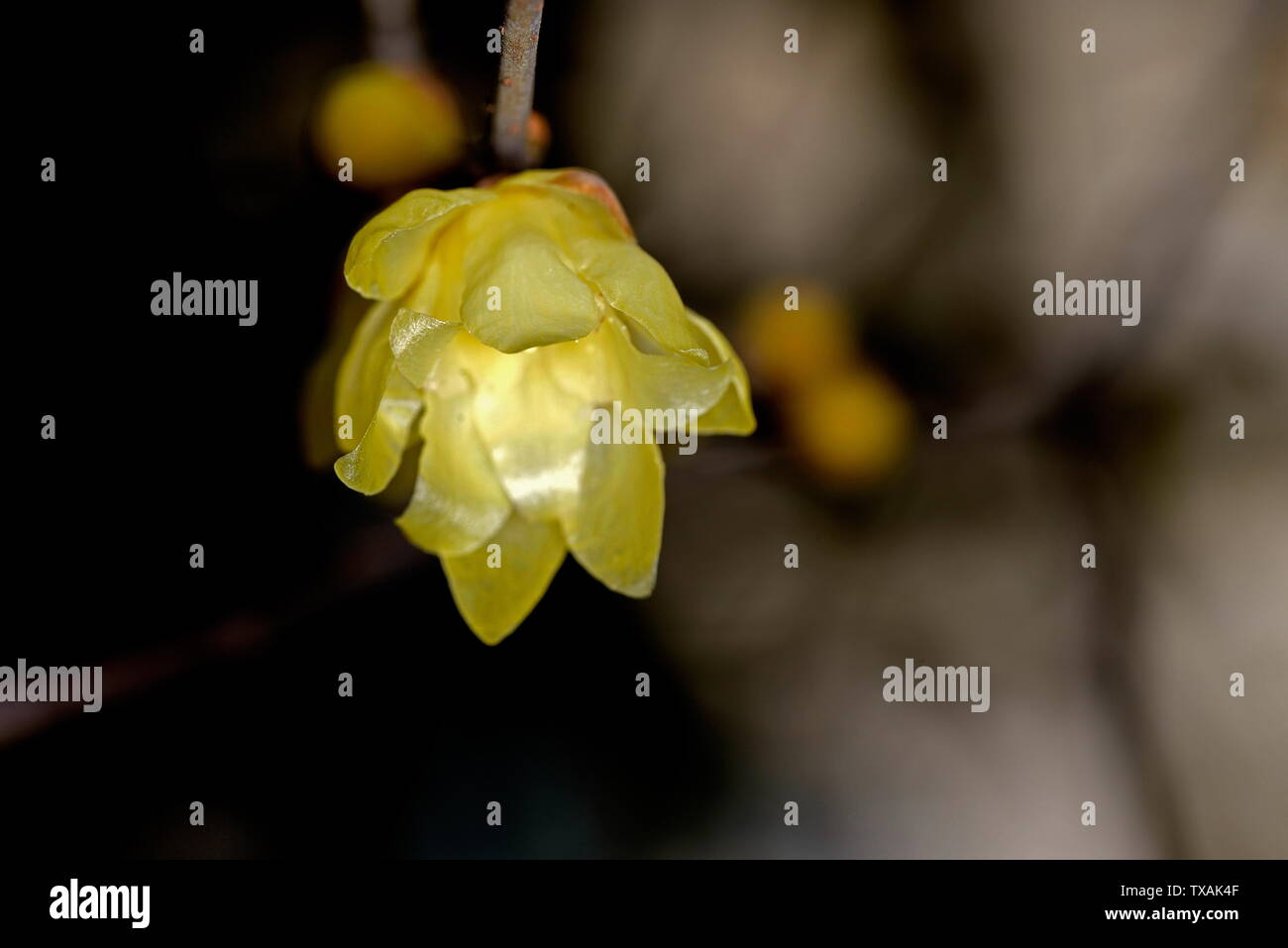 Plum flower Stockfoto