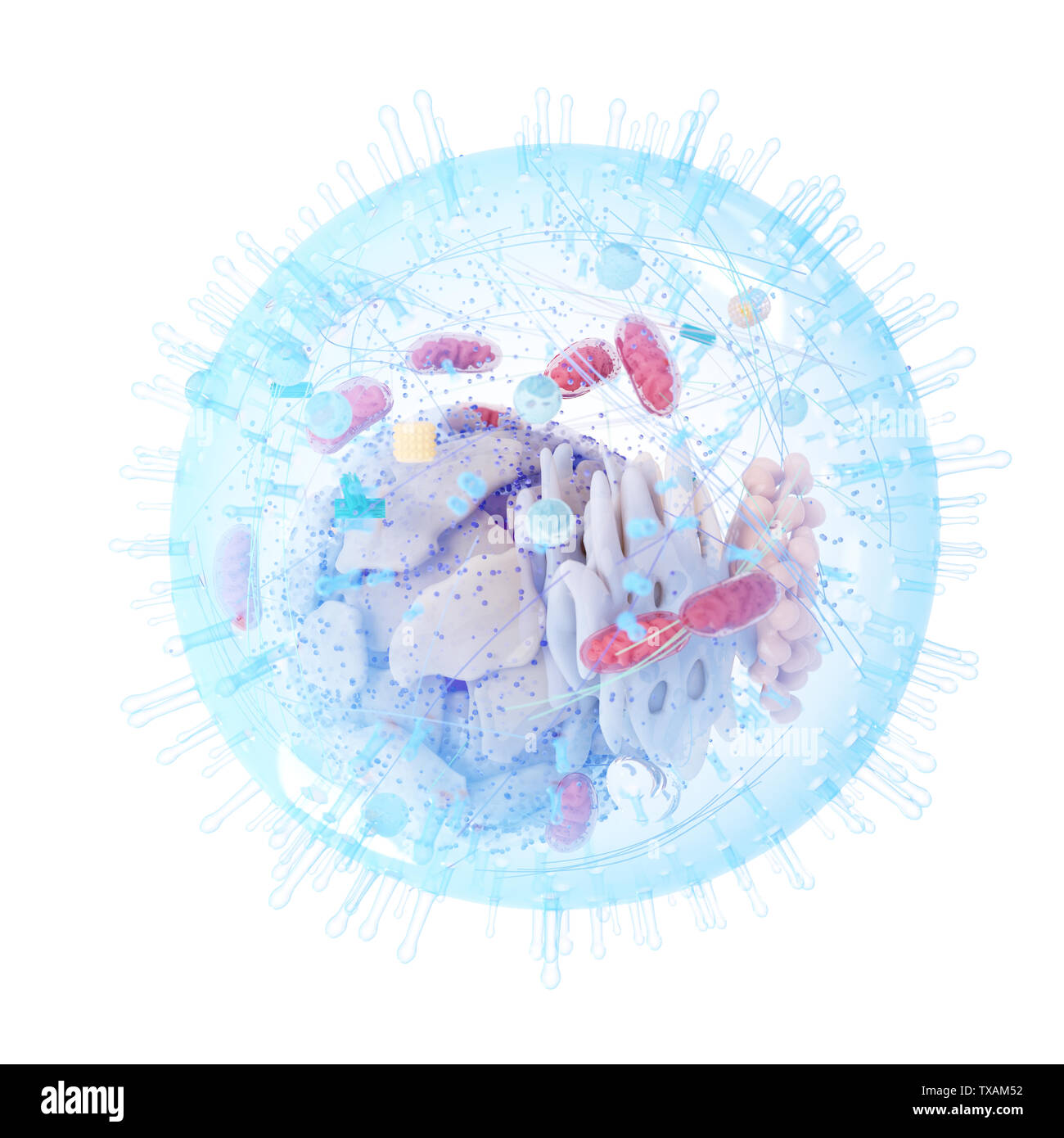 3D-gerenderte Medizinisch genaue Abbildung eines menschlichen Zelle Stockfoto