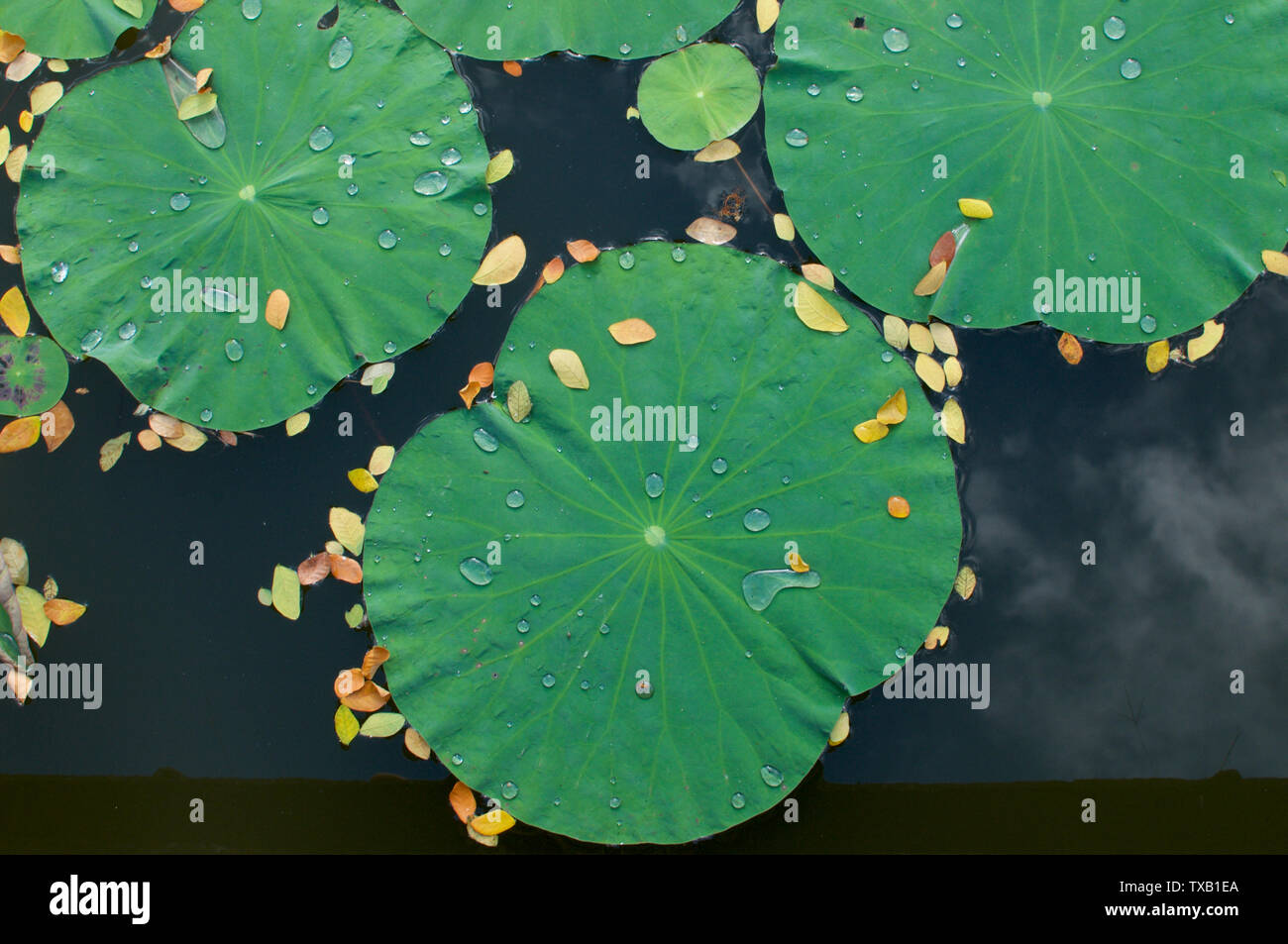 Bild von einigen Lotus Blatt mit Wassertropfen, die in einem Teich in Ubud, Bali - Indonesien Stockfoto