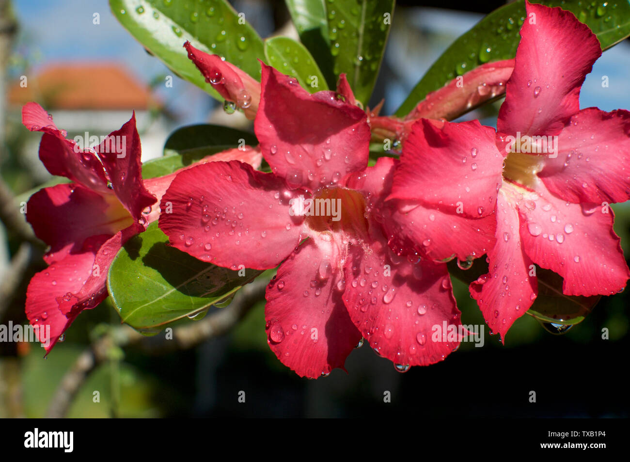Nahaufnahme Bild von einigen schönen Desert Rose Blume (auch "Impala Lily, Mock Azalea, Rosa adeniums) mit Wassertropfen und unscharfen Hintergrund Stockfoto