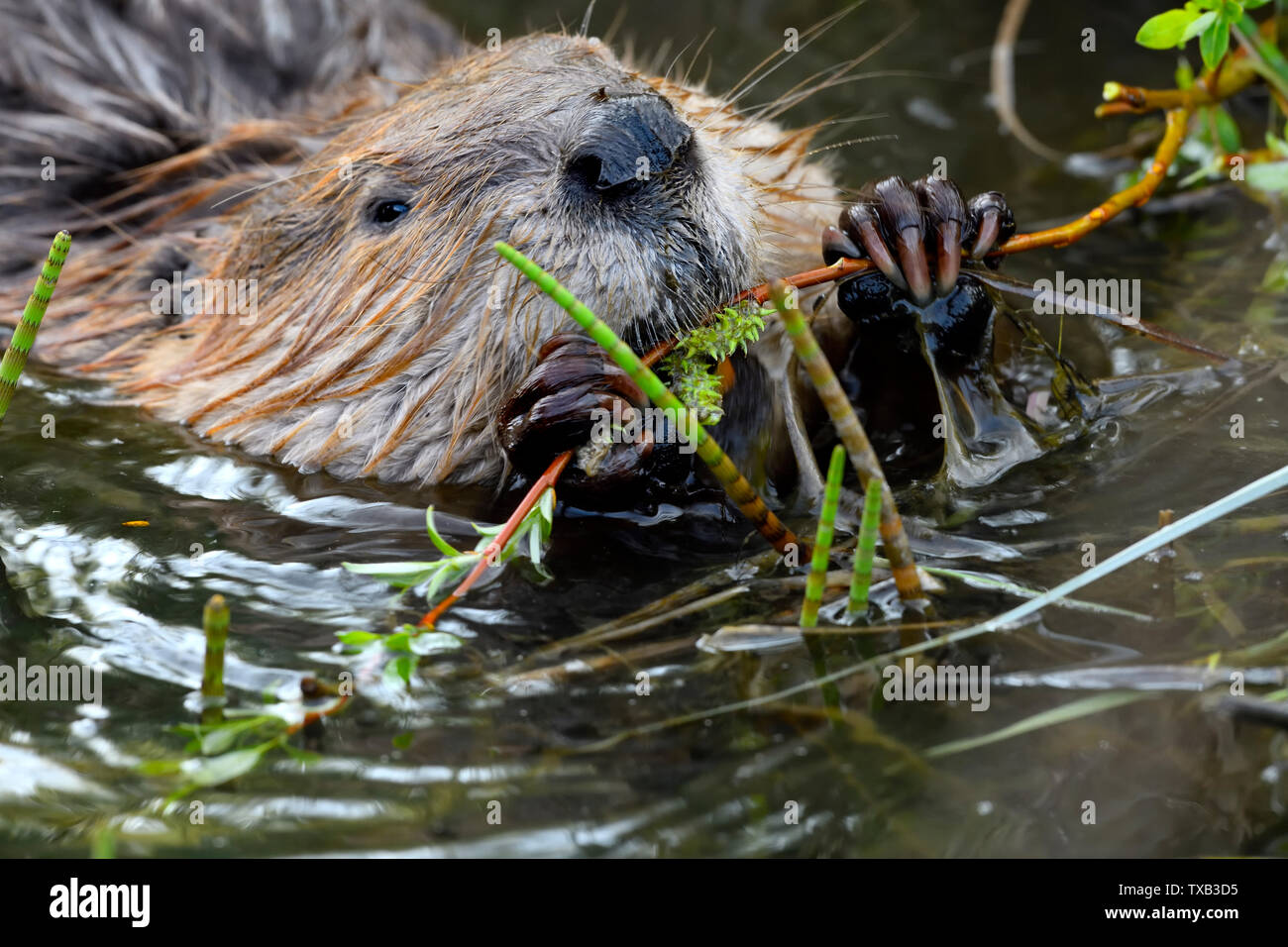 Eine Nahaufnahme Bild eines wilden Biber "Castor canadensis'; Fütterung auf einige willow Setzlinge Stockfoto