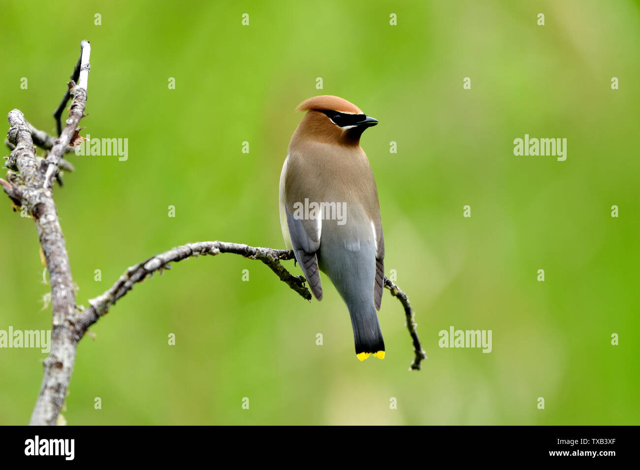 Ein Cedar waxwing Bombycilla cedrorum Vogel'', thront auf einem toten Baum in ländlichen Alberta Kanada Stockfoto