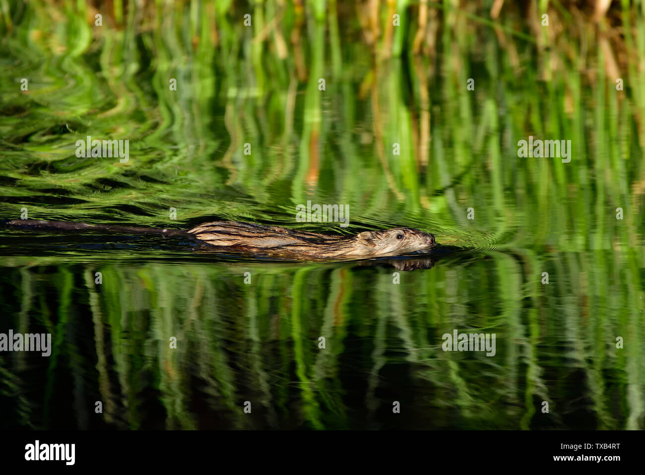 Wild lebende tiere im teich Fotos und Bildmaterial in hoher Auflösung