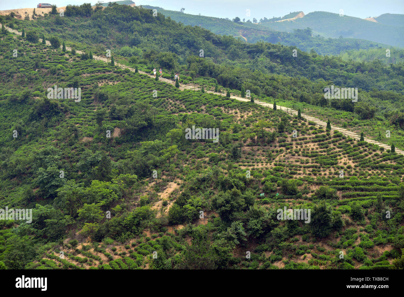 Landschaft von Mao Jian Kaffee Berg, Xinyang, Provinz Henan Stockfoto