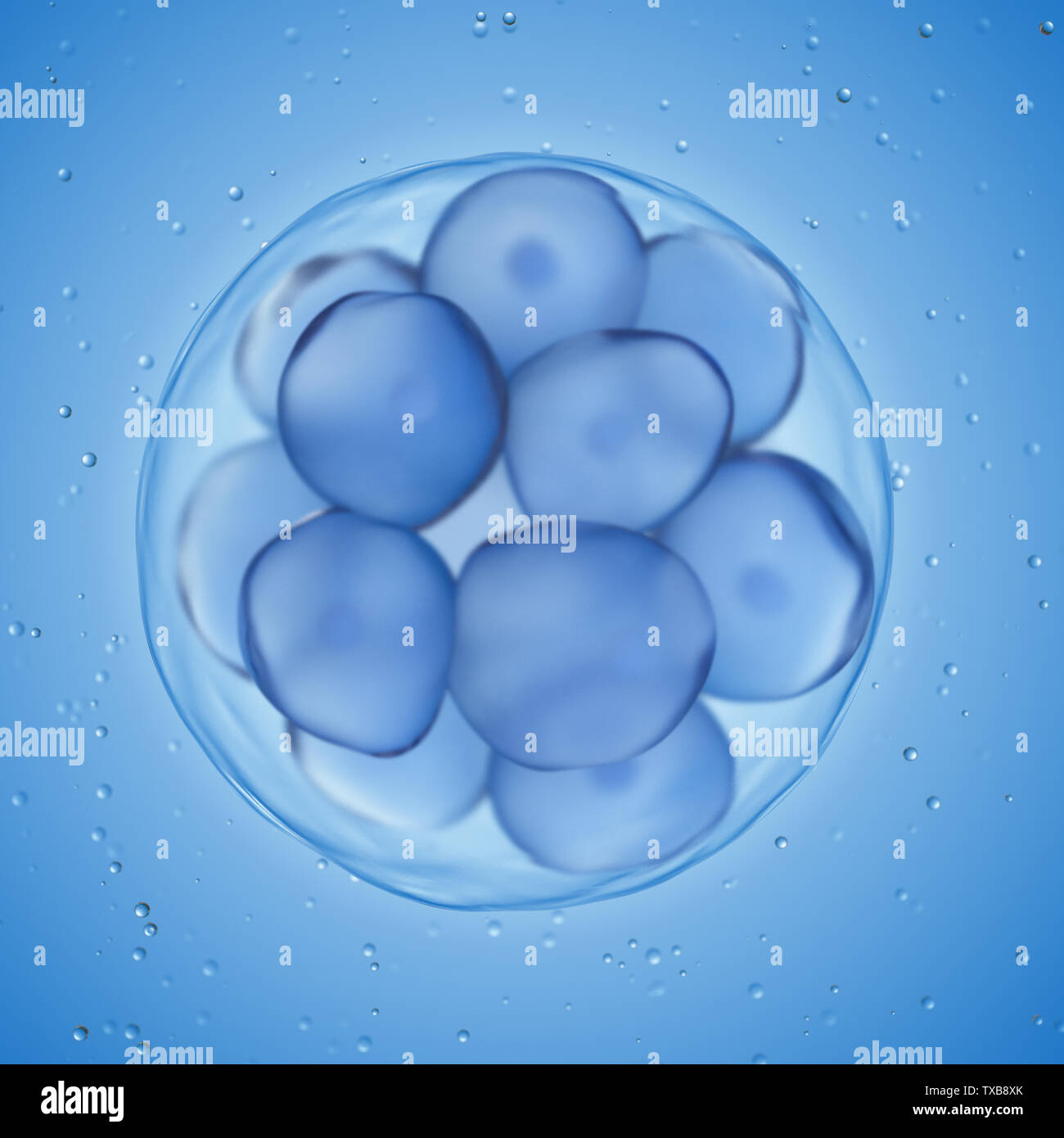 3D-Darstellung einer morula Stockfoto