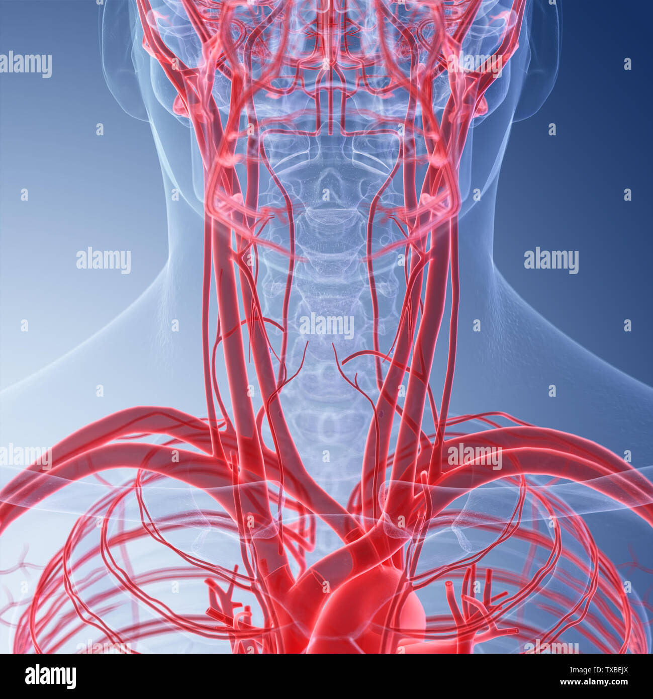3D-gerenderte medizinisch genauen Abbildung des menschlichen Hals Blutgefäße Stockfoto