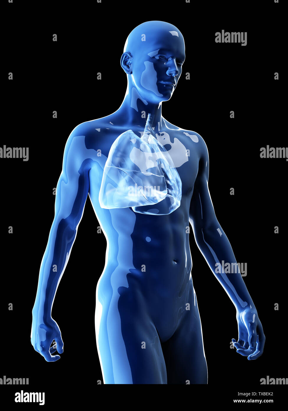 3D-gerenderte Medizinisch genaue Abbildung der menschlichen Lunge Stockfoto