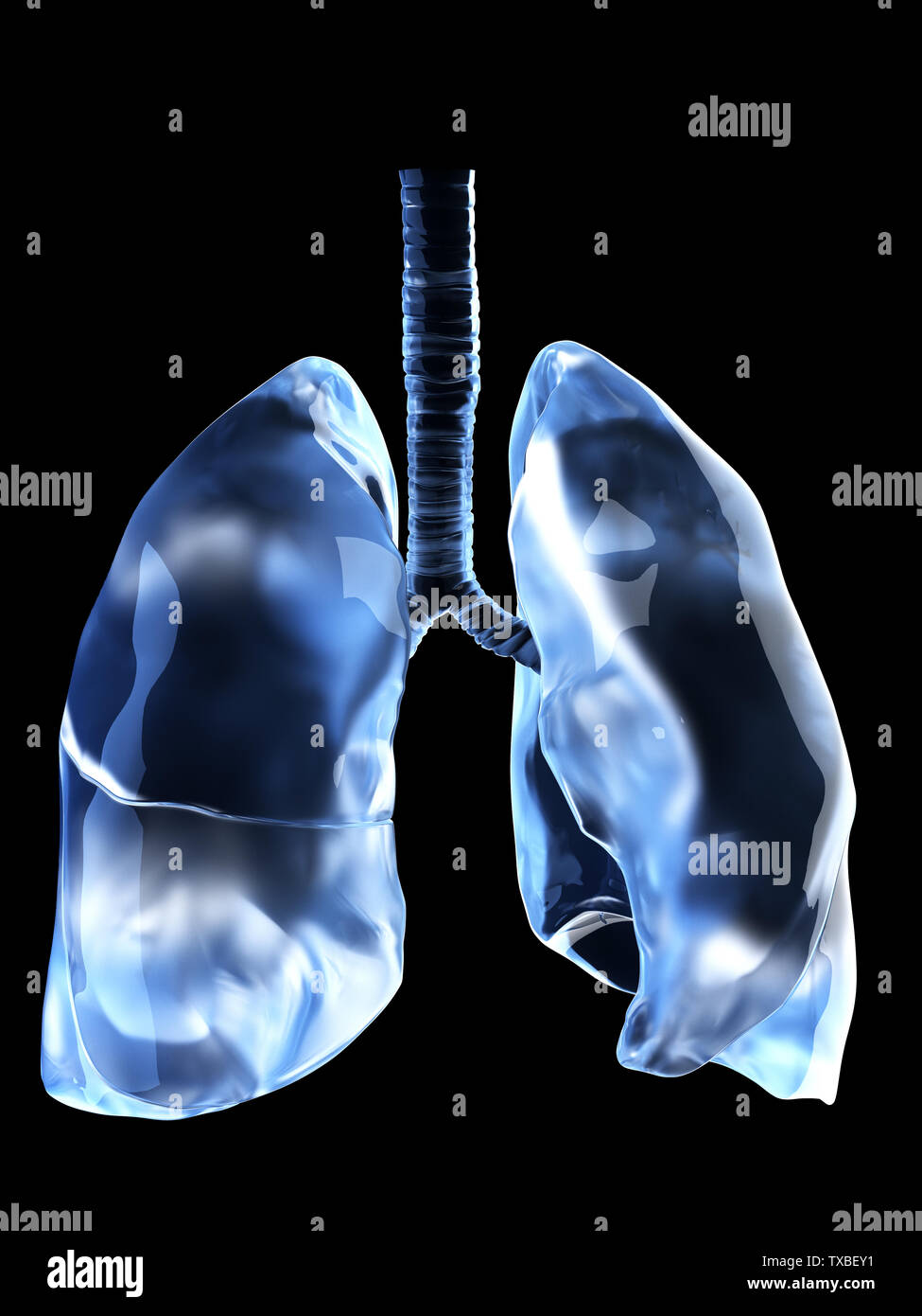 3D-gerenderte Medizinisch genaue Abbildung der menschlichen Lunge Stockfoto