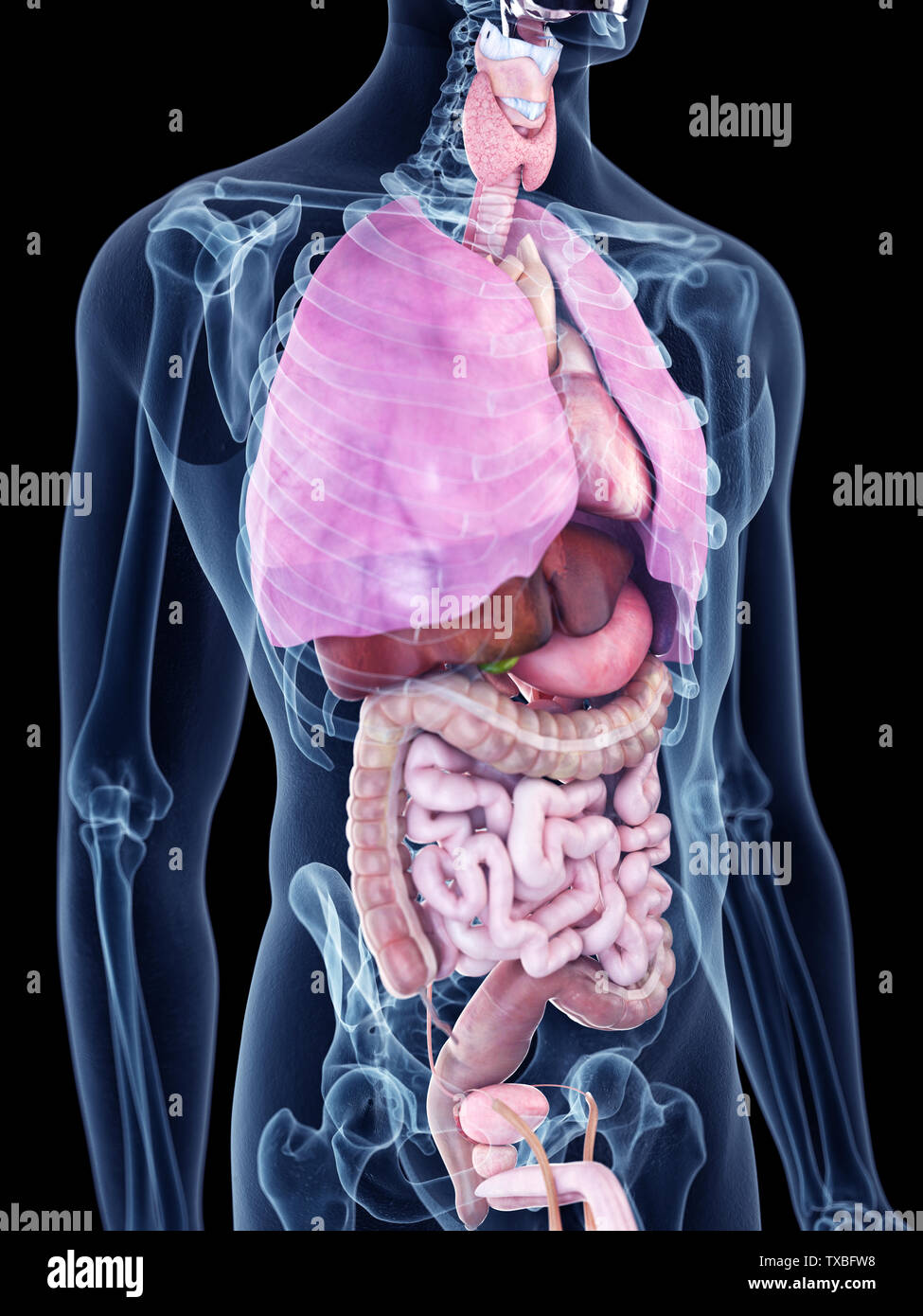 Transparent Human Body Internal Organs -Fotos Und -Bildmaterial In