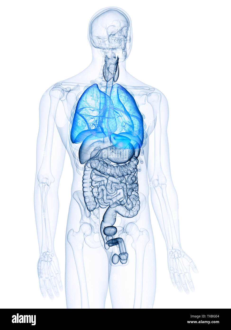 3D gerendert, medizinisch genaue Abbildung der Lunge Stockfoto