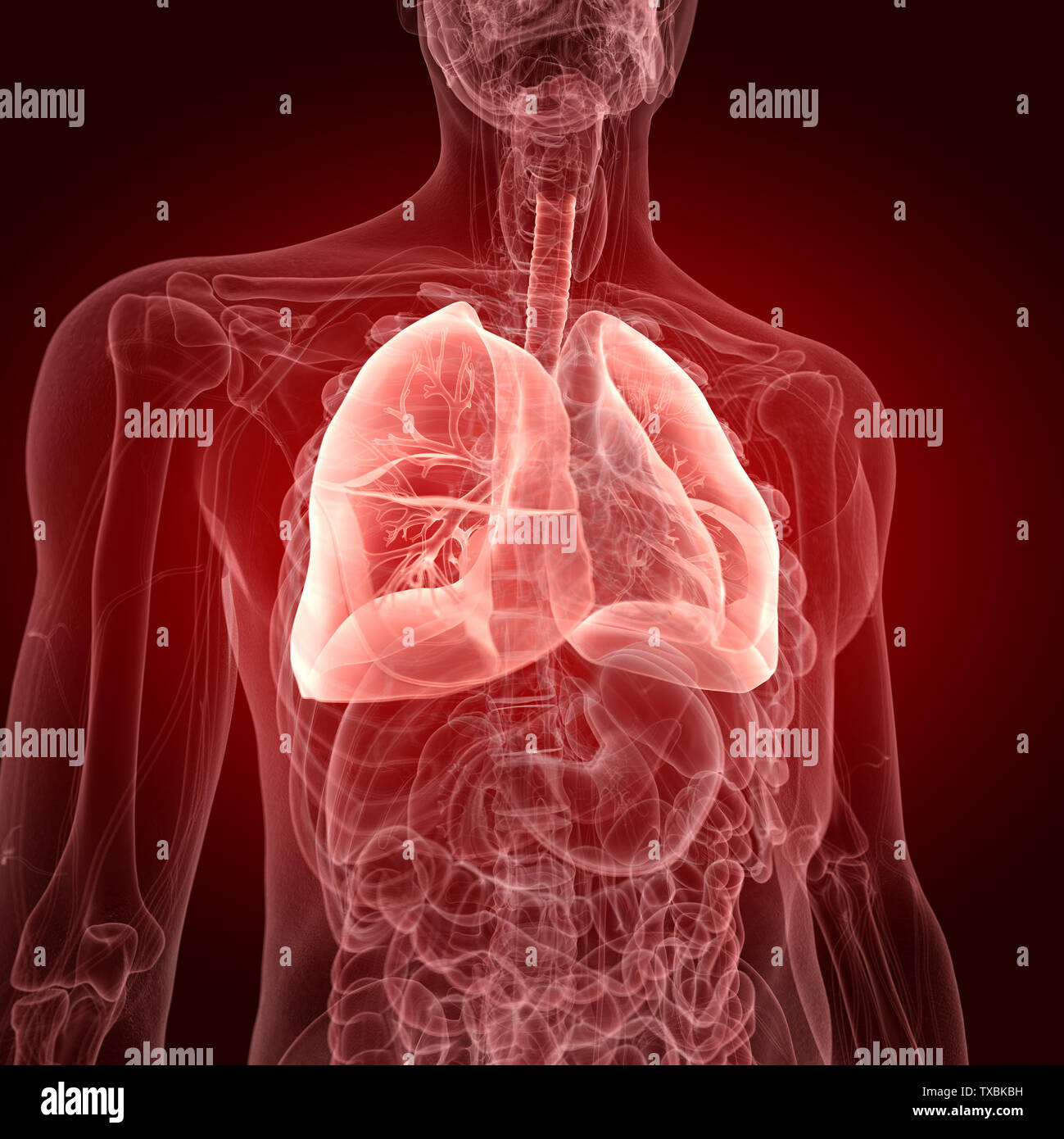 3D-gerenderte Medizinisch genaue Abbildung der Lunge Stockfoto