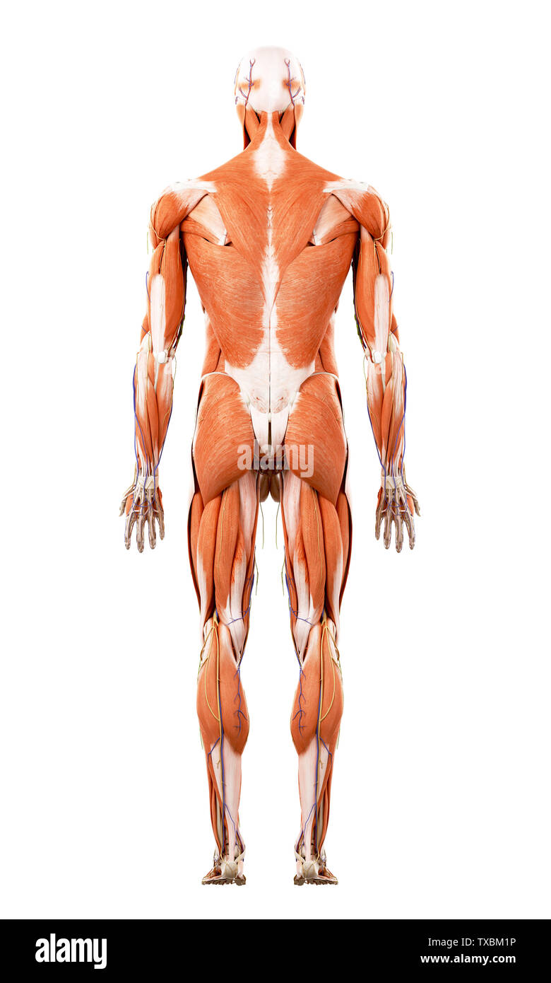 3D-gerenderte medizinisch genauen Abbildung des menschlichen Muskeln Stockfoto