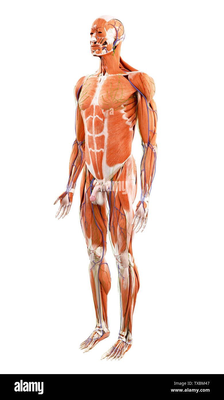 3D-gerenderte medizinisch genauen Abbildung des menschlichen Muskeln Stockfoto