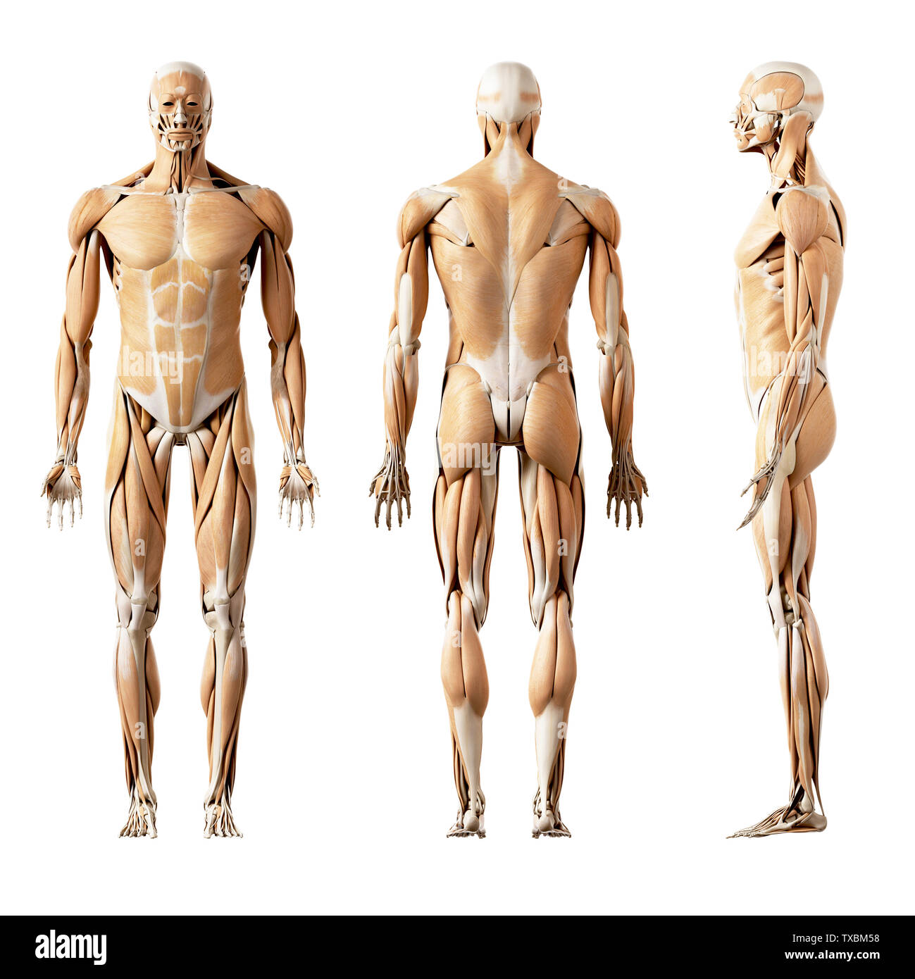 3D-gerenderte medizinisch genauen Abbildung des menschlichen Muskeln Stockfoto