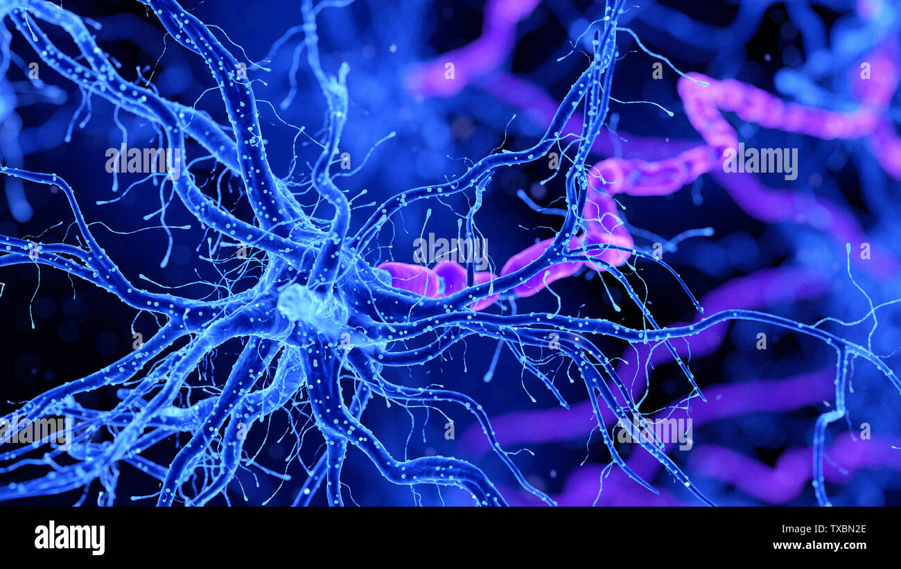 3D-gerenderte Medizinisch genaue Abbildung einer Nervenzelle Stockfoto