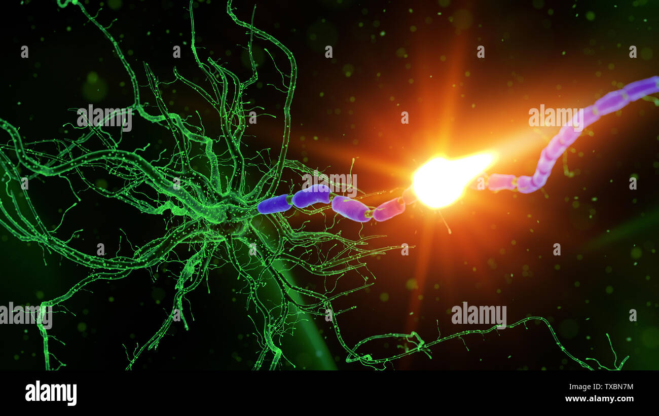 3D-gerenderte Medizinisch genaue Abbildung einer Nervenzelle Stockfoto